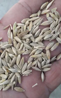 جو محلی سبز زمین دیم