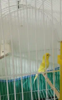 قناری نر