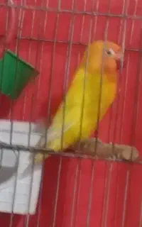 گمشده
