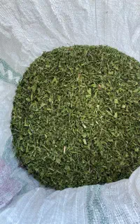 تره کوهی