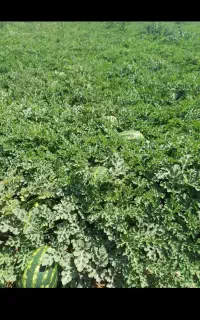 هندونه درشت  خوش قالب