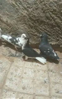 کبوتر