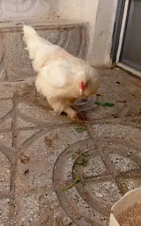 مرغ تخمگذار