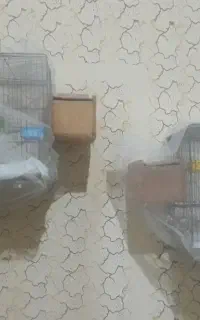 2جفت مرغ عشق