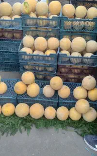 حسابداری میدان میوه و تره بار
