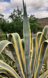 فروش گل آگاو