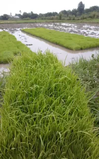 توم هاشمی دست نشا