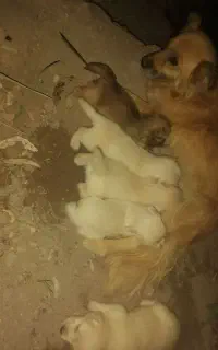سگ پاکوتاه