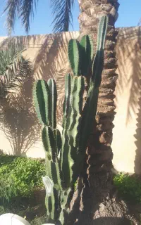 کاکتوس