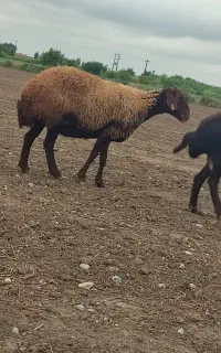 میش آبستن