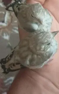 جوجه سهره سرلاکی فروشی