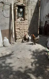 تخم مرغ