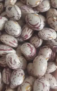 لوبیا چیتی بوجاری شده