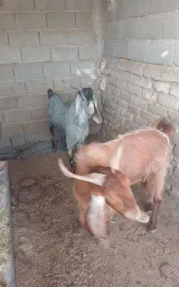 دبر چکل