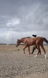 اسب نریون