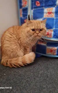 گربه