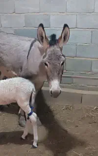 شیر الاغ تازه