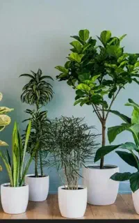 ویزیت گیاهان آپارتمانی
