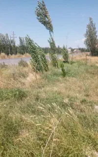 زمین باغی ۵۰۰متر دارای چند نوع نهال