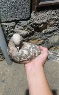 کبوتر ماده سینم برای جفت این در زنجیره علیا