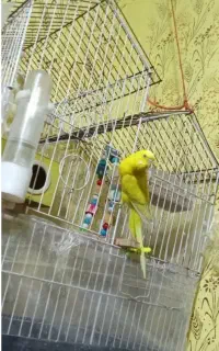 مرغ عشق