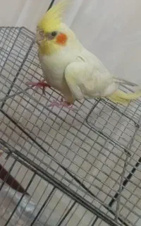 عروس هلندی نر