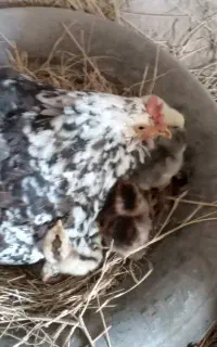 مرغ گلین با جوجه هایش