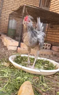 نیمچه خروس گلین واکسی و طوسی