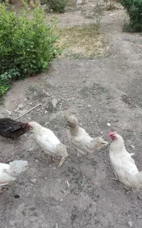 فروش مرغ و خروس لهستانی