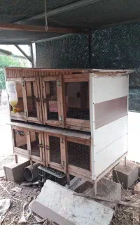 قفس معاوضه با قو غاز خاکستری بالغ