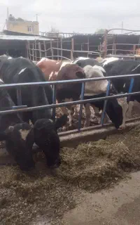 فروش گوساله نره چاق