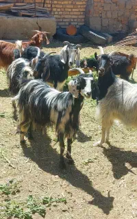 بز ماده