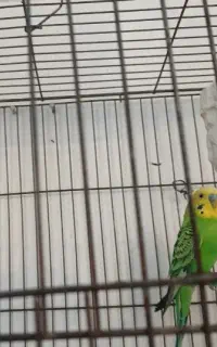 یک جفت مرغ عشق مفت