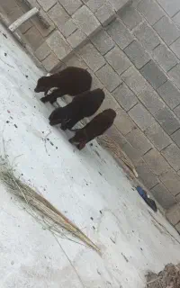 بره