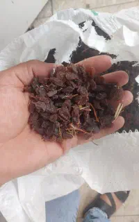 کشمش مویز