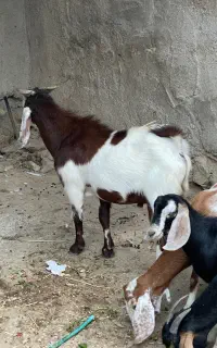 کهره نر