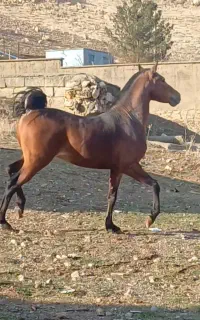 اسب کورد نوه سیروان