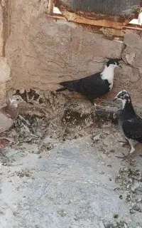 کبوتر جوجه