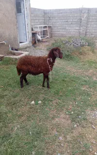بره نر