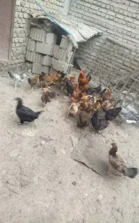 فروش 10عدد مرغ تخم گذار