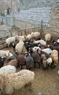 گوسفند زنده مرغ خروس جهت قربانی همراه با قصاب
