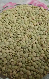 عدس تازه و تمیز