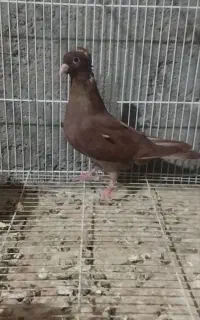 ماده کرمونی