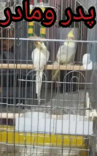عروس هلندی اول بخون