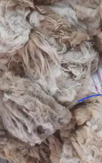 پشم گوسفند