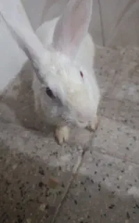 خرگوش