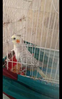 گمشده محدوده 60 متری