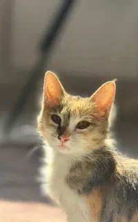 میشا ۶ ماه