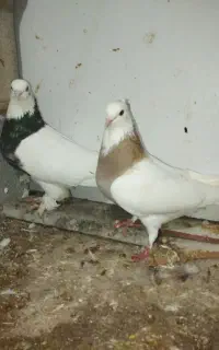 فروش یک جفت طوقی