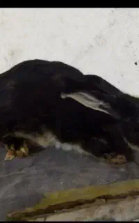 خرگوش